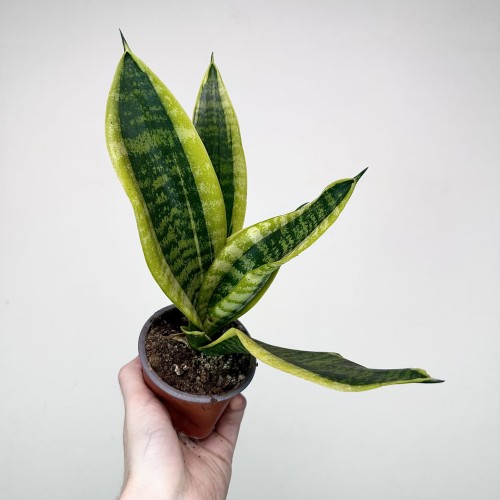 Sansevieria Futura Superba Sansewieria P9 #1
