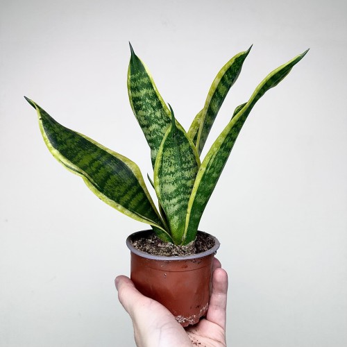 Sansevieria Futura Superba Sansewieria P9 #2