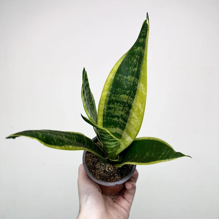 Sansevieria Futura Superba Sansewieria P9 #3