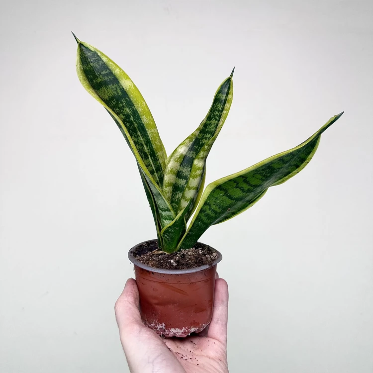 Sansevieria Futura Superba Sansewieria P9 #4