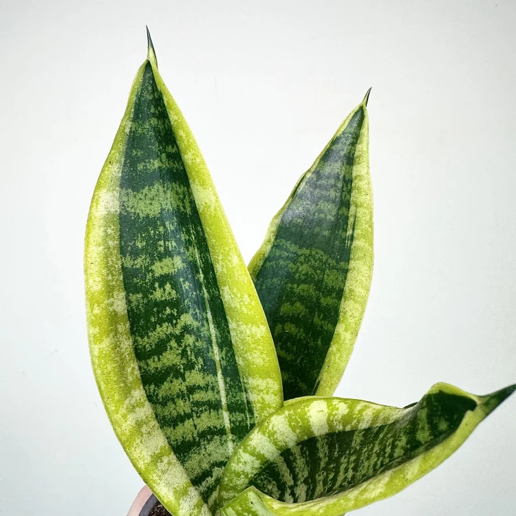 Sansevieria Futura Superba Sansewieria P9 #5