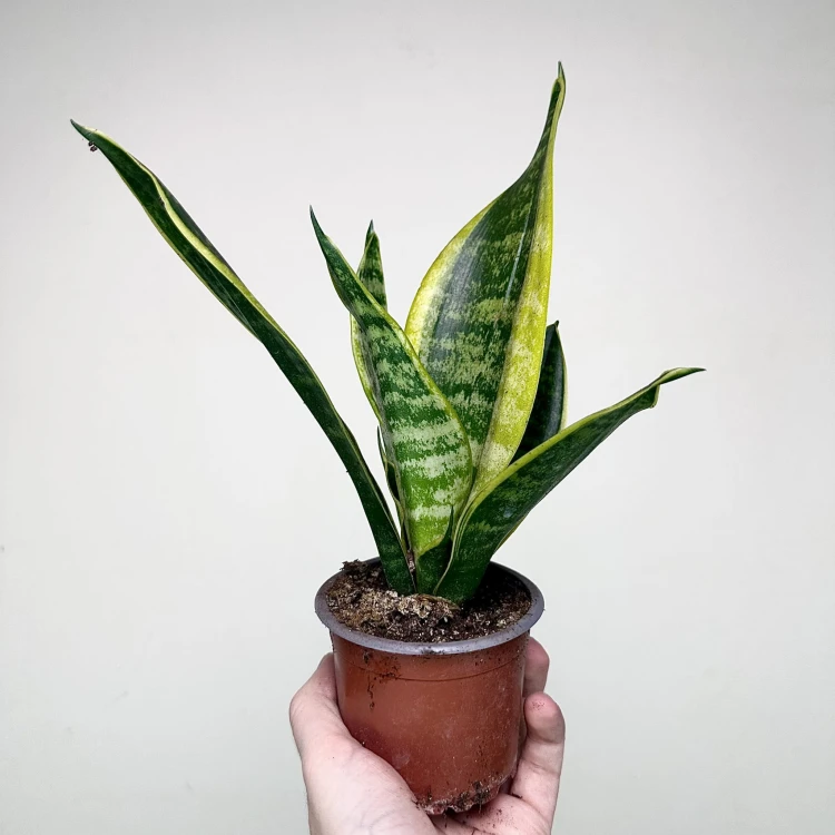 Sansevieria Futura Superba Sansewieria P9 #6