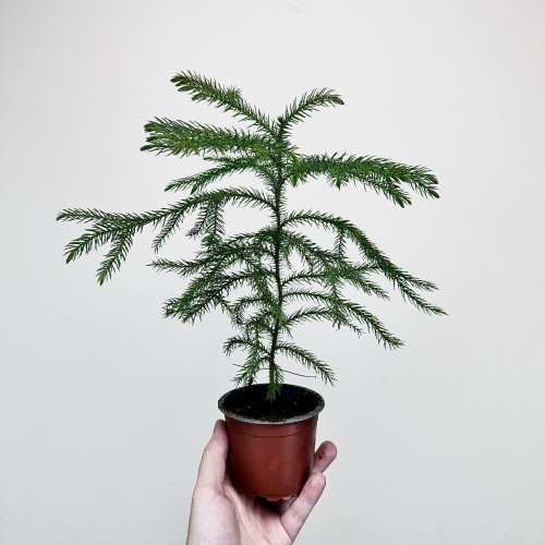 Araukaria Araucaria P9 #1