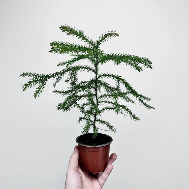Araukaria Araucaria P9 #1