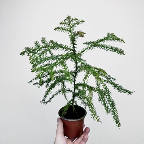 Araukaria Araucaria P9 #2