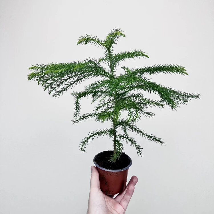 Araukaria Araucaria P9 #3