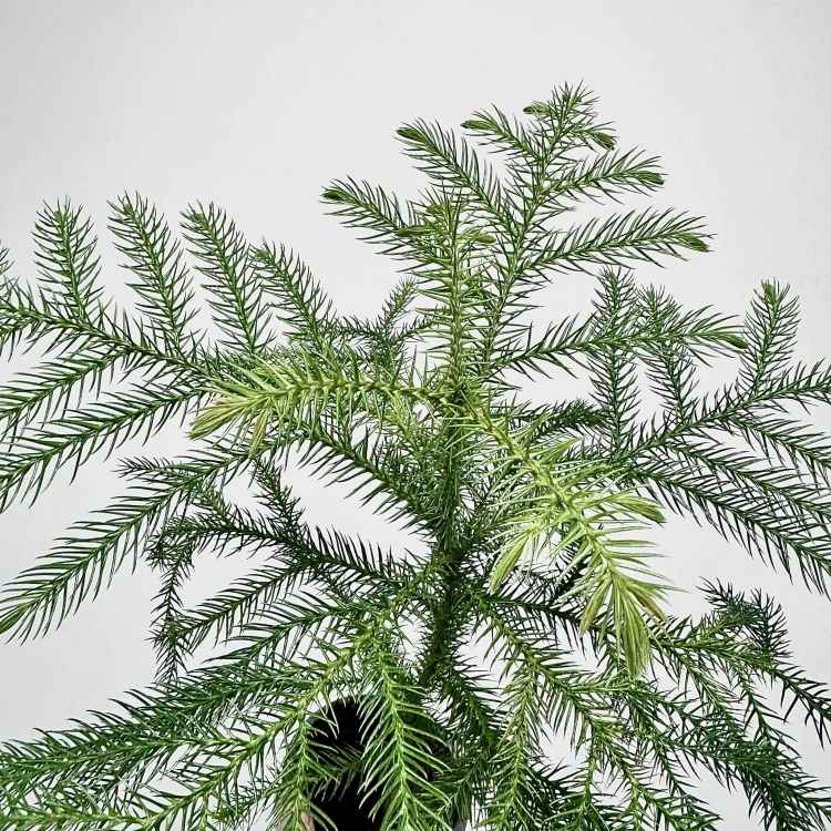 Araukaria Araucaria P9 #4