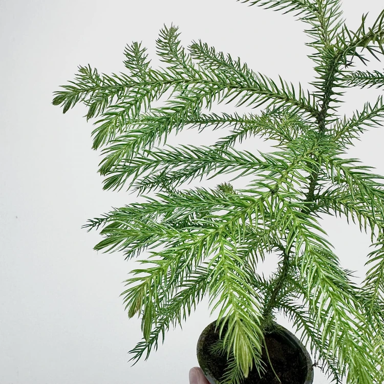 Araukaria Araucaria P9 #5