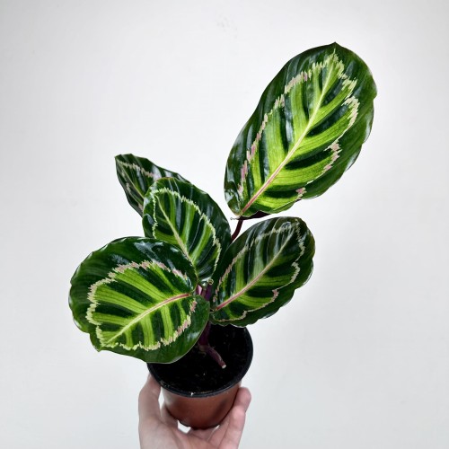 Calathea roseopicta Illustris Kalatea #1