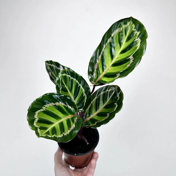 Calathea roseopicta Illustris Kalatea #1