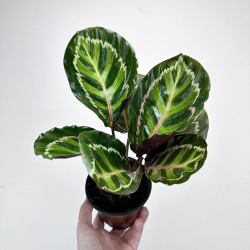 Calathea roseopicta Illustris Kalatea #2