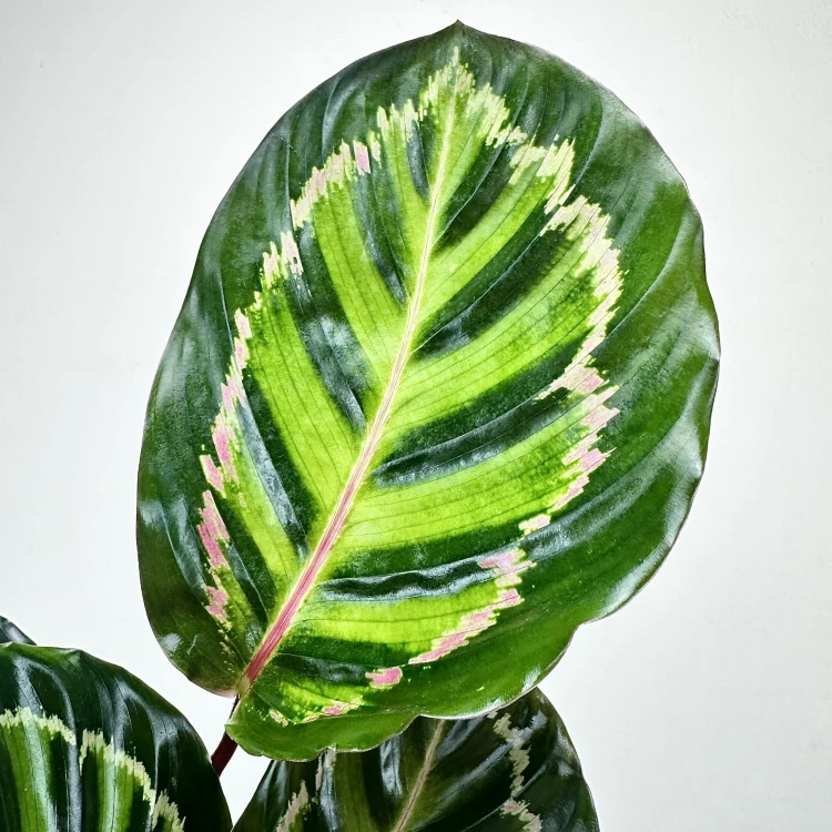 Calathea roseopicta Illustris Kalatea #3