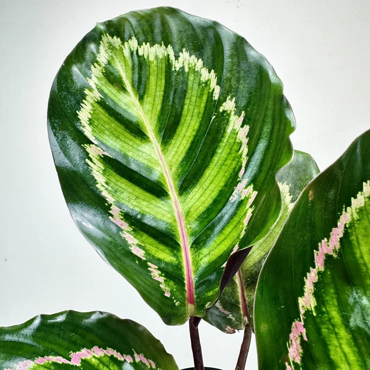 Calathea roseopicta Illustris Kalatea #4