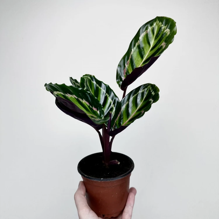 Calathea roseopicta Illustris Kalatea #5