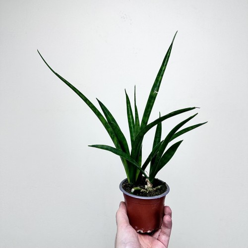 Sansewieria Friends Sansevieria kirkii P9 #2