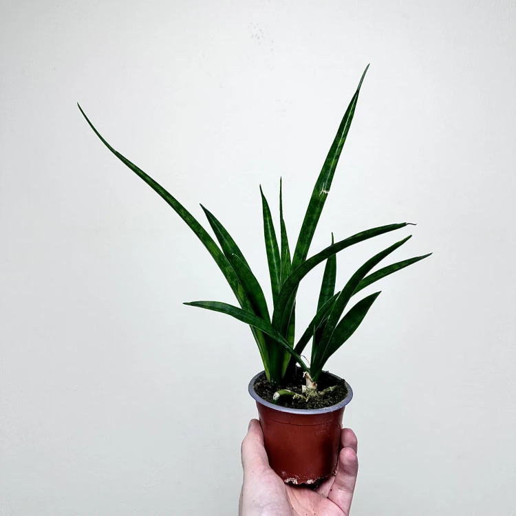Sansewieria Friends Sansevieria kirkii P9 #2