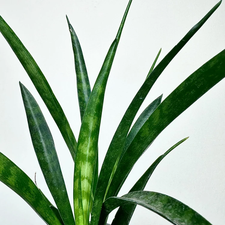Sansewieria Friends Sansevieria kirkii P9 #3