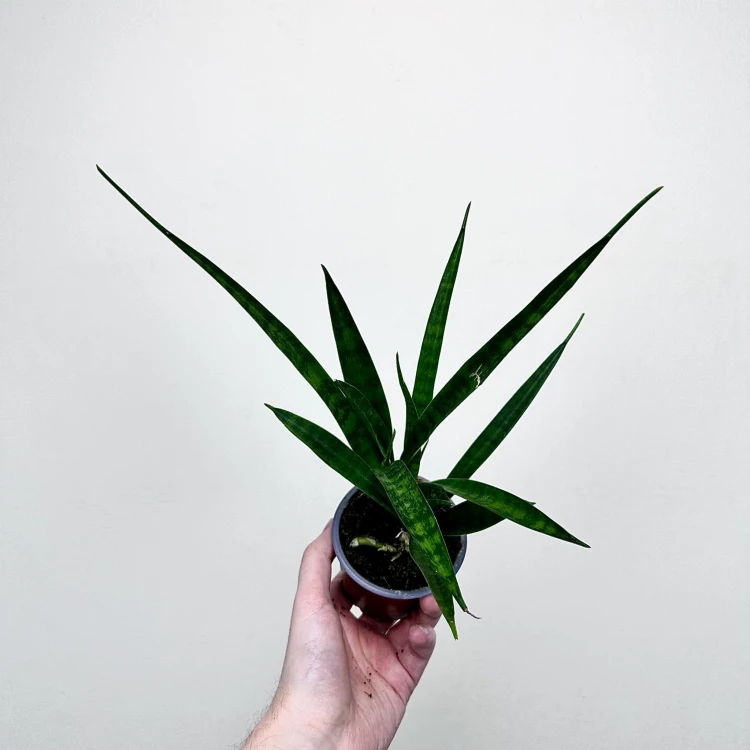 Sansewieria Friends Sansevieria kirkii P9 #4