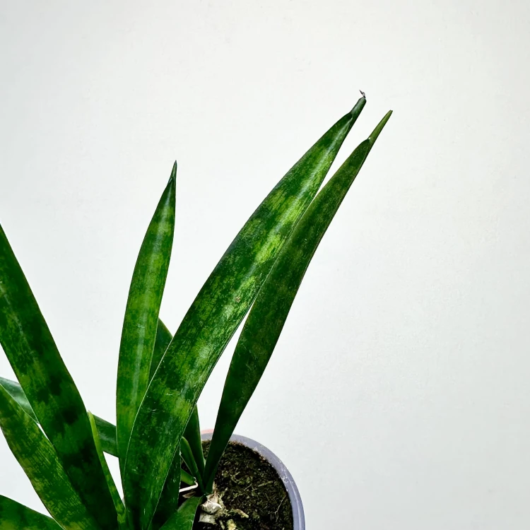 Sansewieria Friends Sansevieria kirkii P9 #5