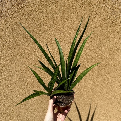 Sansewieria Friends Sansevieria kirkii P12 #2