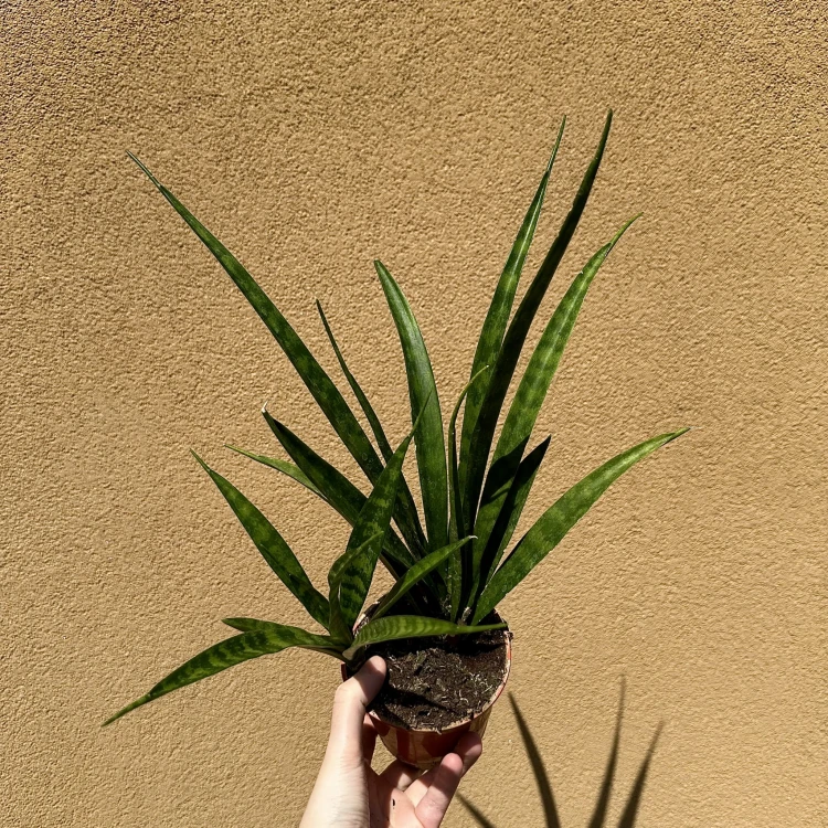 Sansewieria Friends Sansevieria kirkii P12 #2