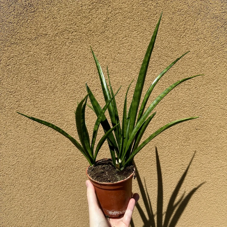 Sansewieria Friends Sansevieria kirkii P12 #3