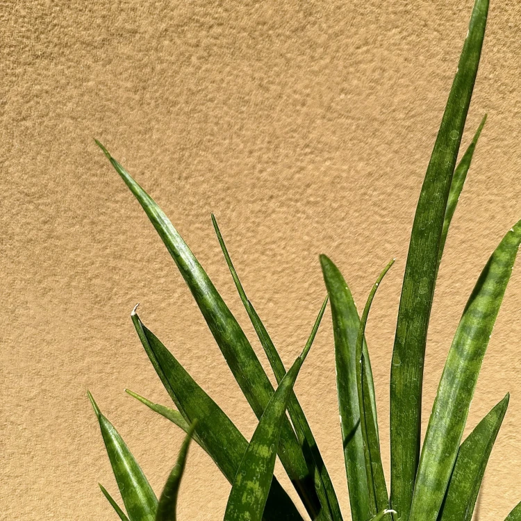 Sansewieria Friends Sansevieria kirkii P12 #4