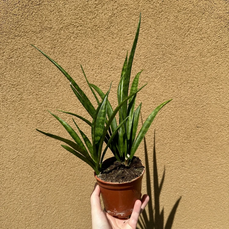 Sansewieria Friends Sansevieria kirkii P12 #5