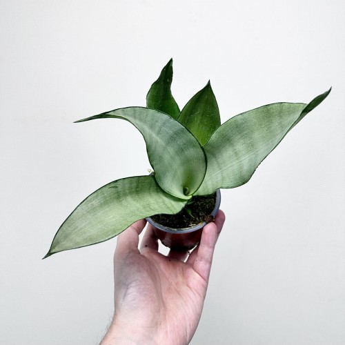 Sansewieria Moonshine Sansevieria trifasciata P9 #2
