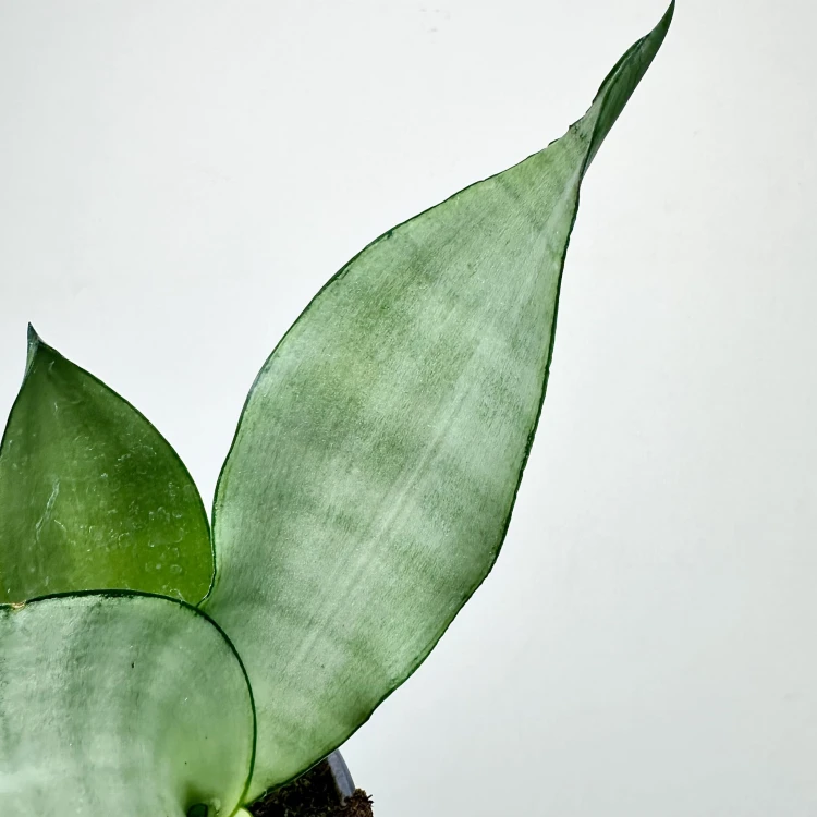 Sansewieria Moonshine Sansevieria trifasciata P9 #3