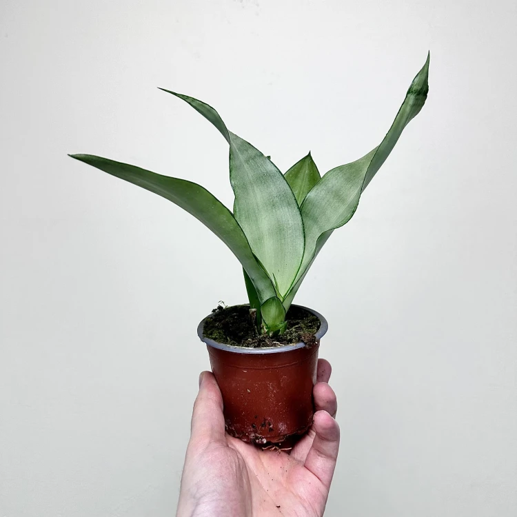 Sansewieria Moonshine Sansevieria trifasciata P9 #4