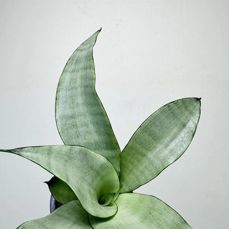Sansewieria Moonshine Sansevieria trifasciata P9 #5