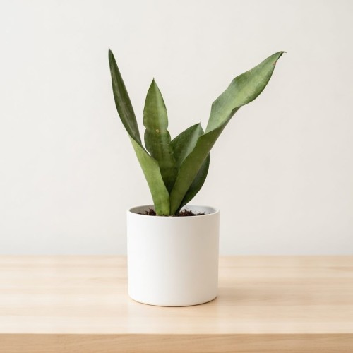 Sansewieria Moonshine Sansevieria trifasciata P11 #1