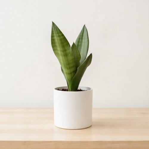 Sansewieria Moonshine Sansevieria trifasciata P11 #2