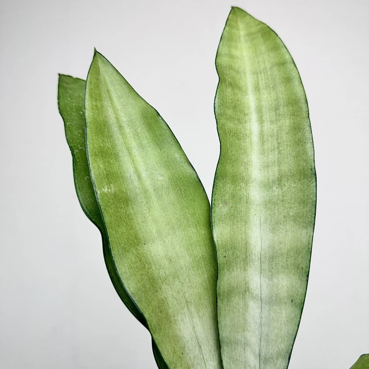 Sansewieria Moonshine Sansevieria trifasciata P11 #3