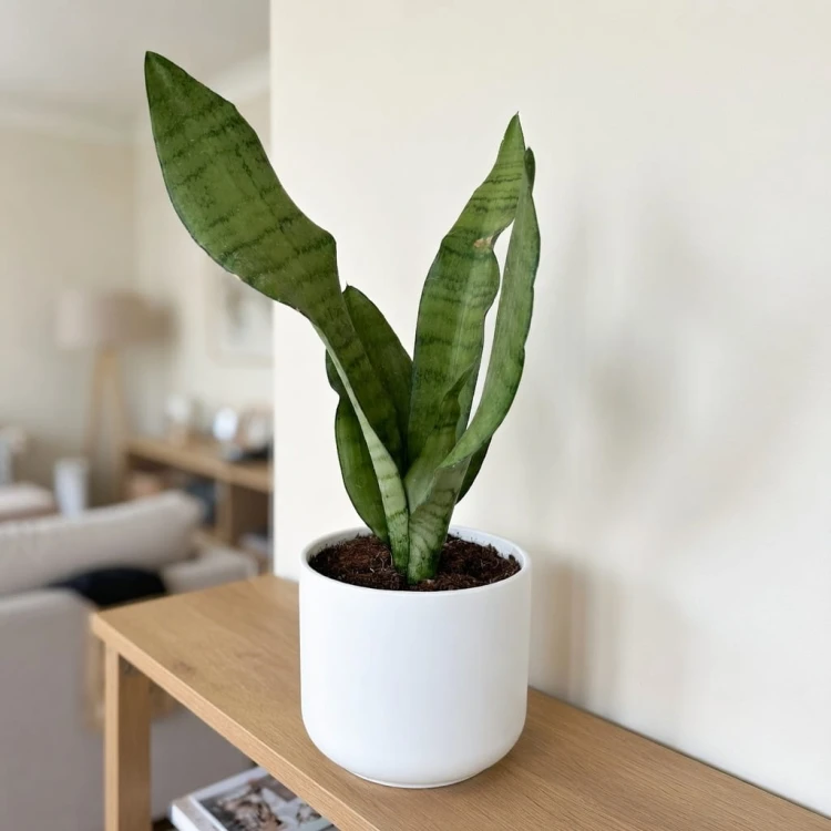 Sansewieria Moonshine Sansevieria trifasciata P11 #4