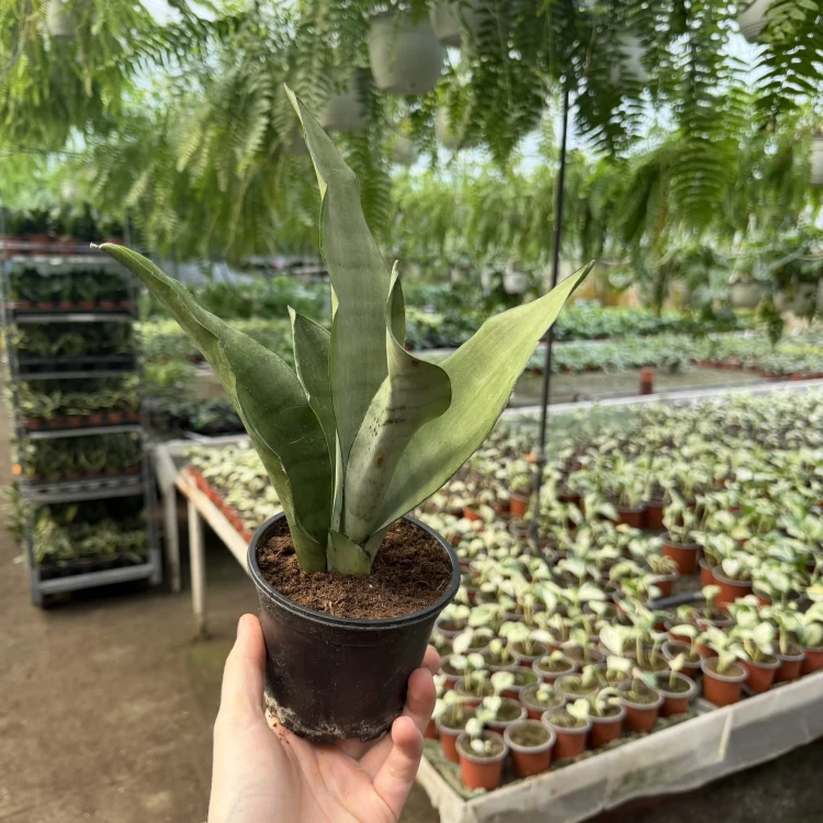 Sansewieria Moonshine Sansevieria trifasciata P11 #5