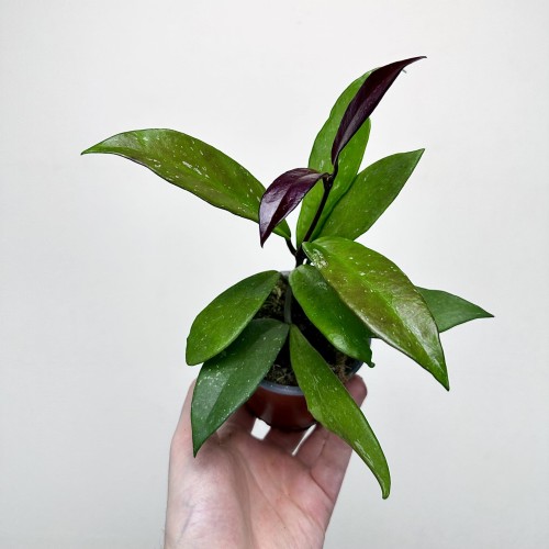 Hoya pubicalyx Hoja P9 #2