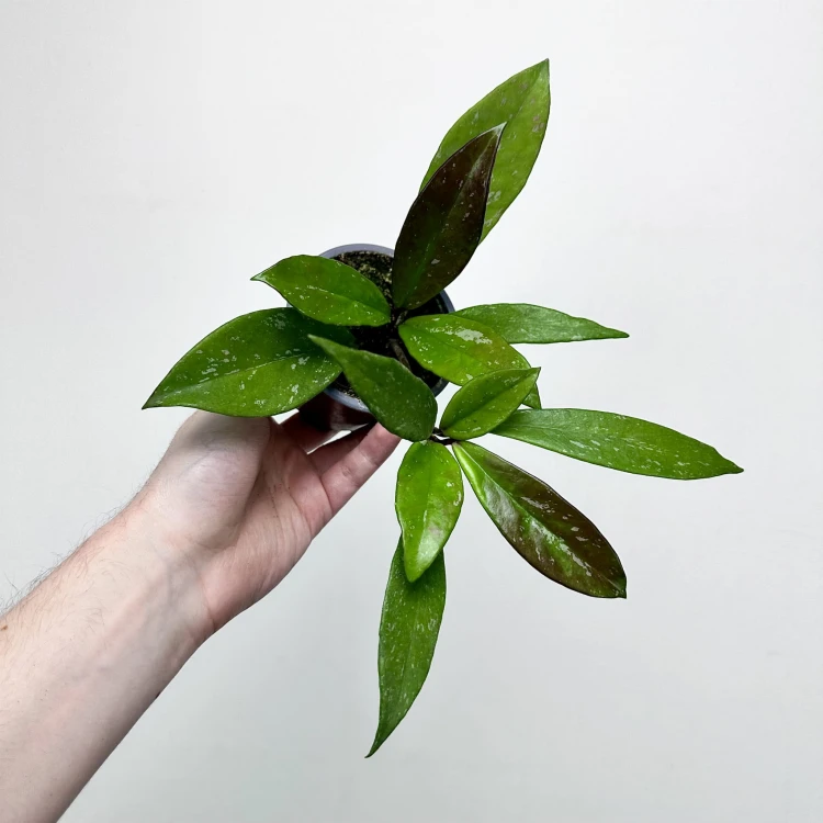 Hoya pubicalyx Hoja P9 #3