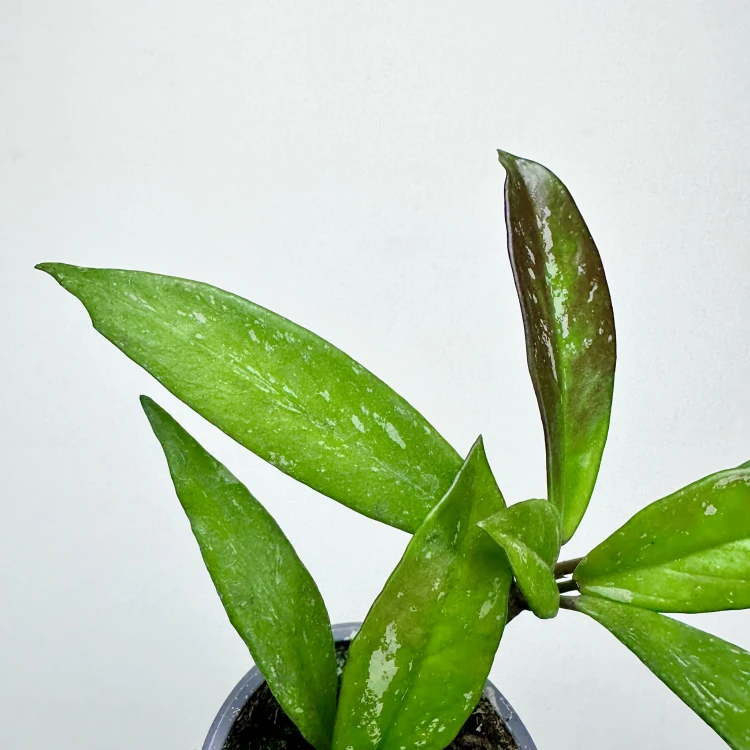 Hoya pubicalyx Hoja P9 #4