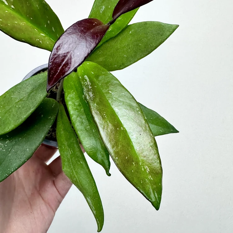 Hoya pubicalyx Hoja P9 #5