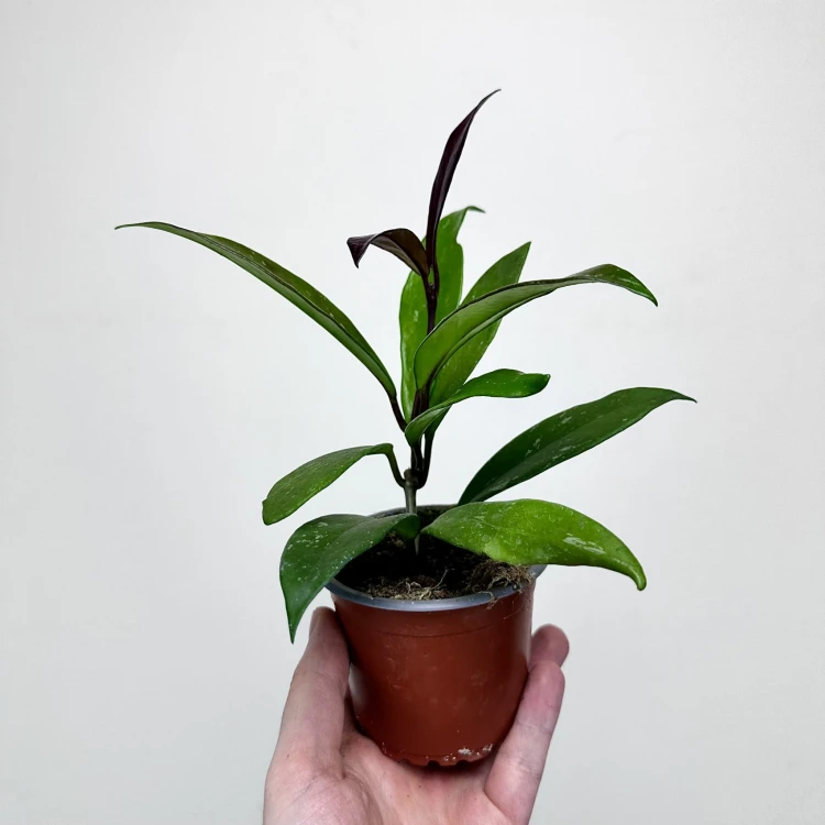 Hoya pubicalyx Hoja P9 #6