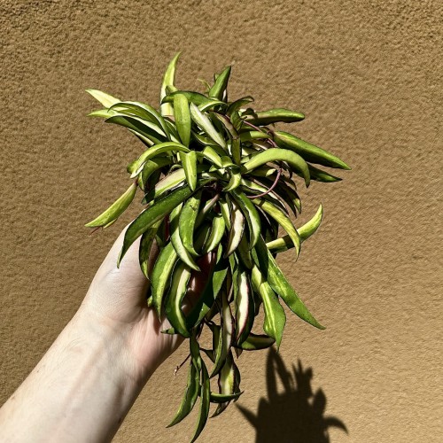 Hoya wayetii Tricolor Hoja P9 #1