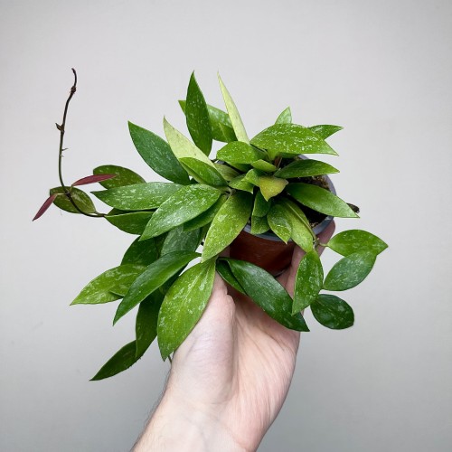 Hoya Gracilis Hoja P9 #1