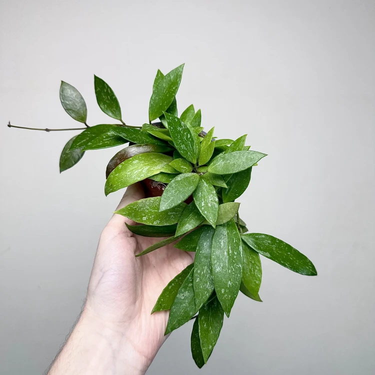 Hoya Gracilis Hoja P9 #3