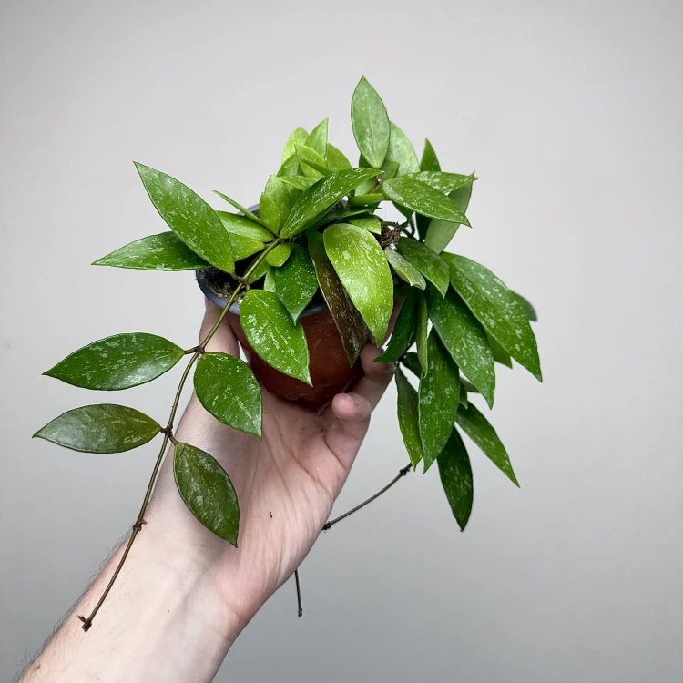 Hoya Gracilis Hoja P9 #4