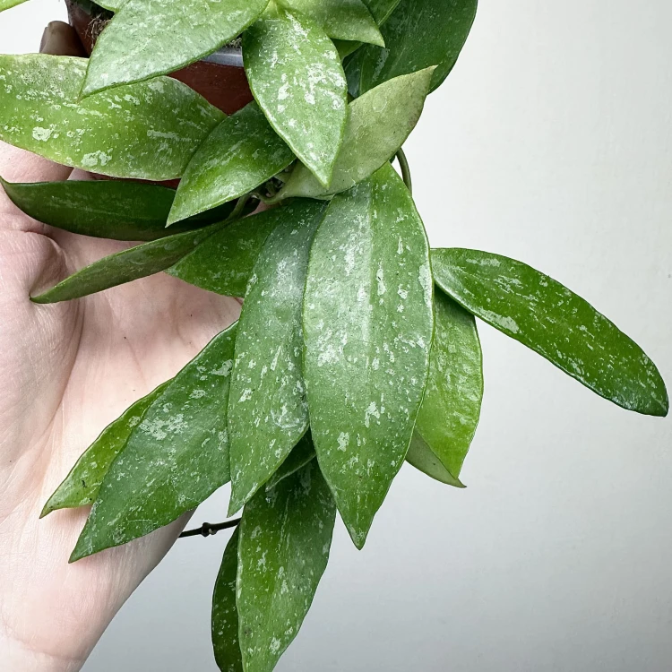 Hoya Gracilis Hoja P9 #5
