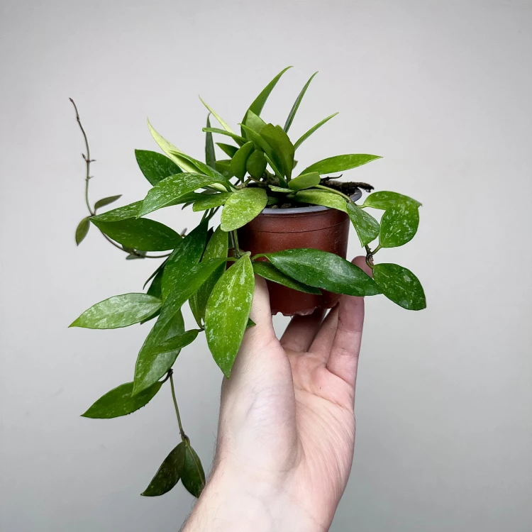 Hoya Gracilis Hoja P9 #6