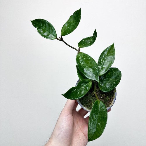 Hoya Silver Flake Hoja P9 #1