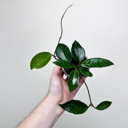 Hoya Silver Flake Hoja P9 #2